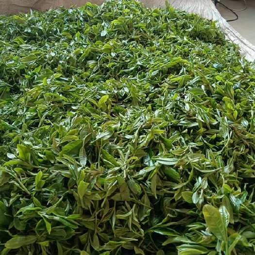 沧源县高山云雾茶
