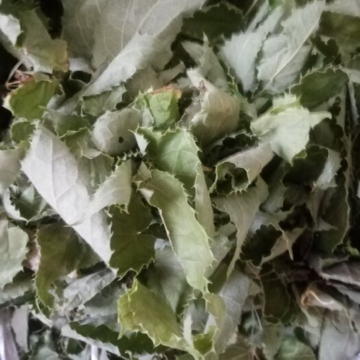 康县甘肃箭淫柔毛羊藿  含药量高  货真价实量大从优