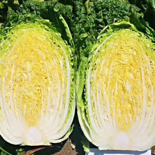 公主岭市吉林精品白菜