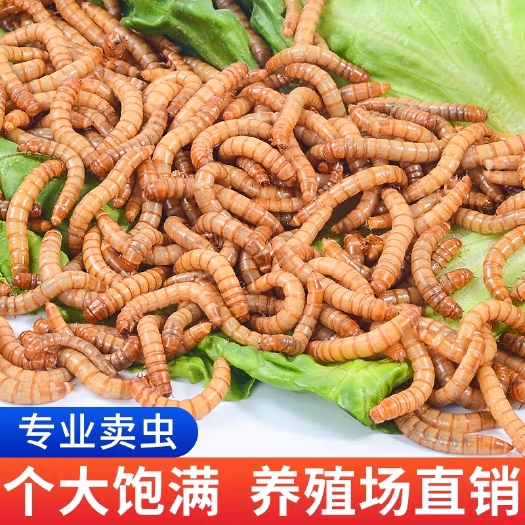 上海面包虫活虫黄粉虫活体大麦虫