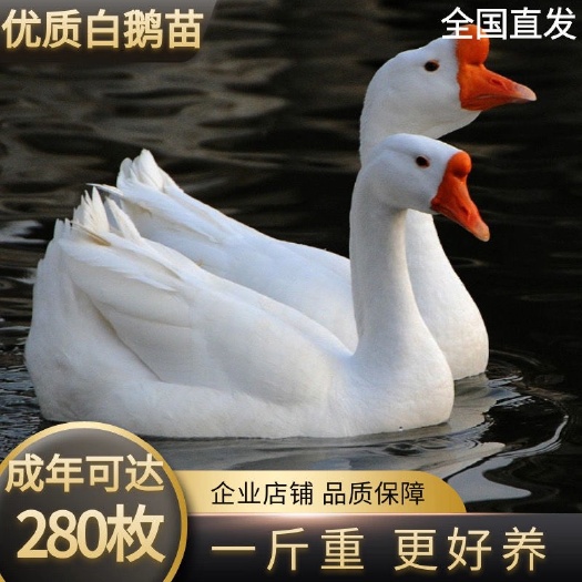 安徽特产纯种四季大白鹅三花鹅苗百子鹅苗马岗鹅大种苗子鹅雁鹅上