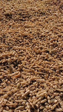 槐角槐豆槐茶新货干净无杂10吨