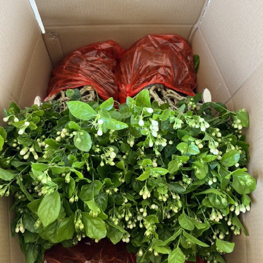 双瓣茉莉   2025年春广西横州市茉莉花苗向全国各地