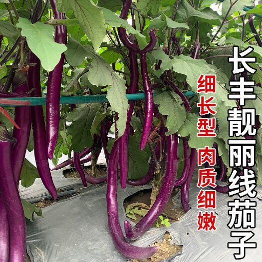 广州农源长丰靓丽线茄子种籽抗病深紫红色杭茄子种子大田蔬菜种孑