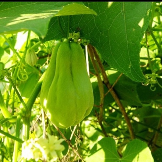 尤溪县天然无公害绿色蔬菜