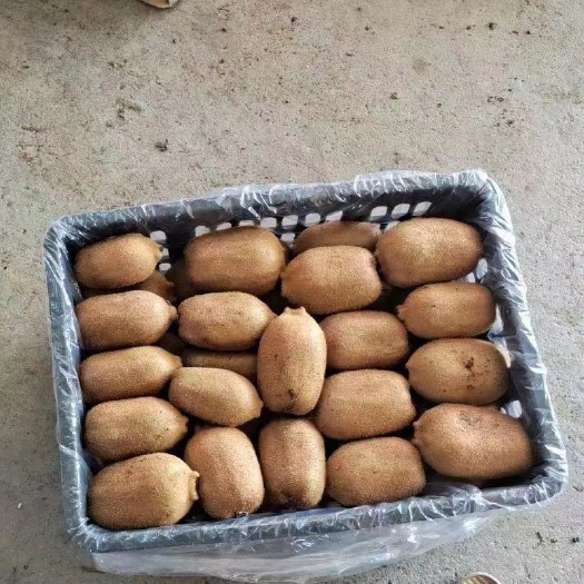 永顺县湖南湘西米良一号绿心猕猴桃，一手货源，产地直销。