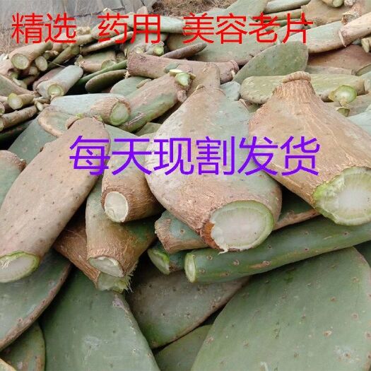 贵州米邦塔食用种植仙人掌