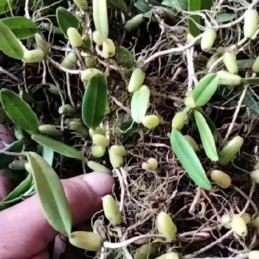 贵州石橄榄食用药材