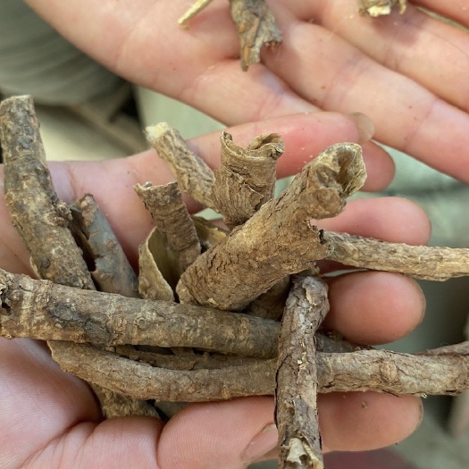五加皮中药材 干品根茎类药材 安徽亳州产地直发 支持定制包装