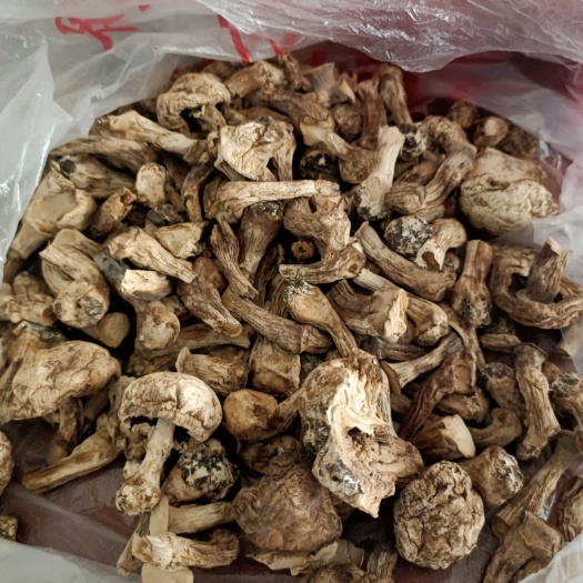 清丰县双孢菇脚无沙无土香菇脚菇腿菇渣子