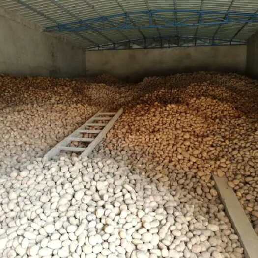 威宁县绿色生态无公害，健康土豆人人爱。