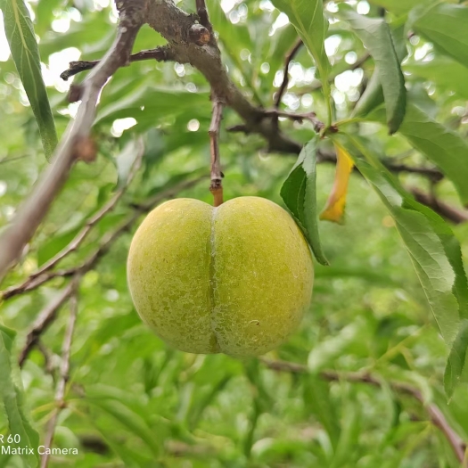兴文县蜂糖李，果子甜如蜂蜜，大如鸡蛋，果皮亮泽。欢迎大家采购