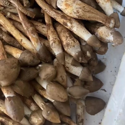 广州荔枝菌