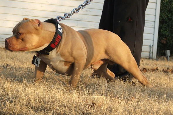 汶上县比特犬，比特幼犬，纯种比特犬，强耐力、强咬力用于斗犬