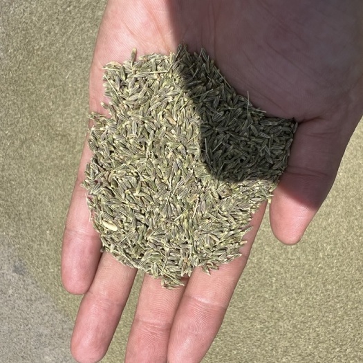 瓜州县甘肃新疆孜然