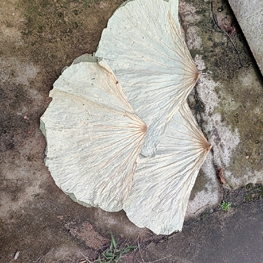 湖北精品干荷叶，大小都有。