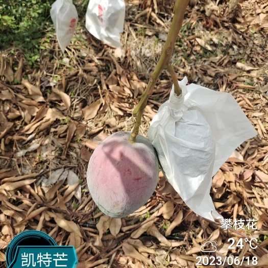 攀枝花凯特芒