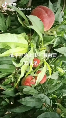 成安县水果