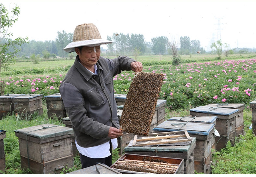 純正土蜂蜜包郵農(nóng)自產(chǎn)原蜜結(jié)晶蜜包郵純正成熟洋槐蜜