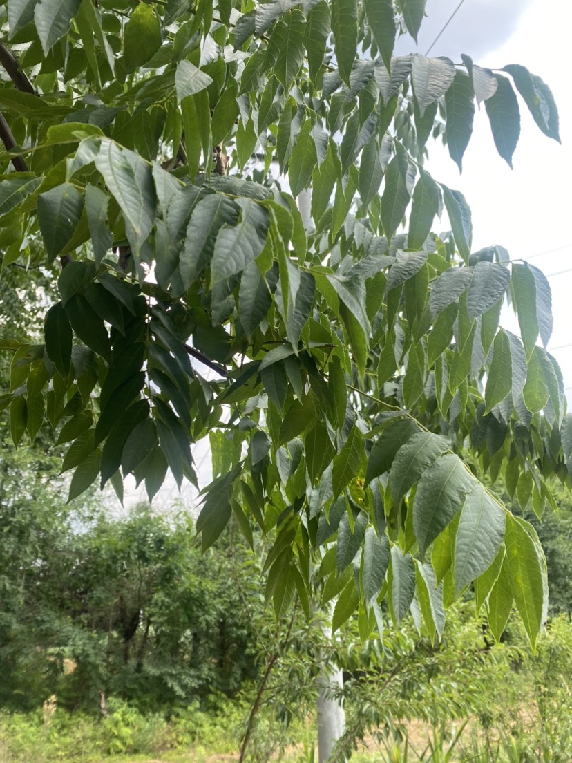 摇钱树青白江