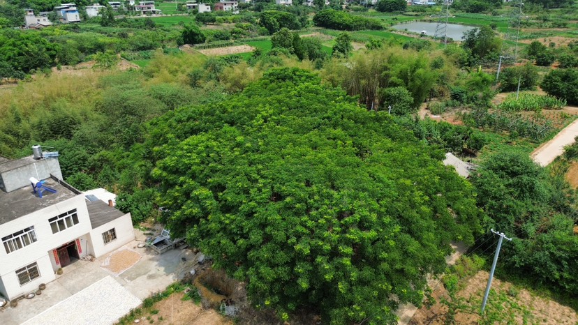 摇钱树青白江