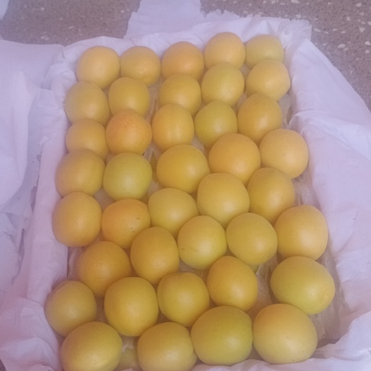 永济市大量出售荷兰香蜜杏