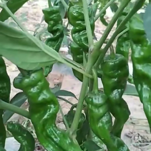 商丘鲜辣椒，泡辣椒  薄皮泡椒