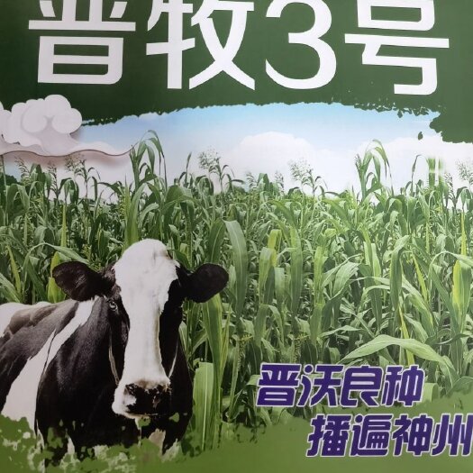 金华现货供应高粱种子