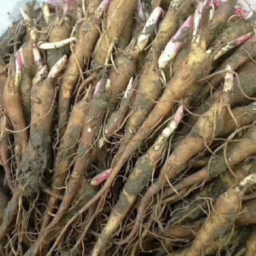 亳州赤芍苗基地一手货源基地一手货源量大优惠，免费技术指导回收成品