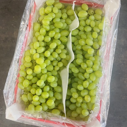 天津维多利亚葡萄