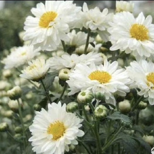 亳州北京菊，杭州菊，苏北菊 花菊，亳菊大量上市，欢迎咨询，现货