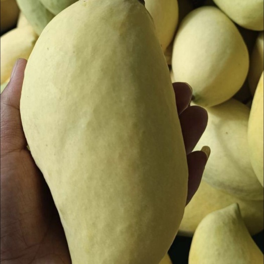 攀枝花亏本冲量【坏损包赔包邮】奶油鹰嘴芒果糖度很高又有着特殊香气