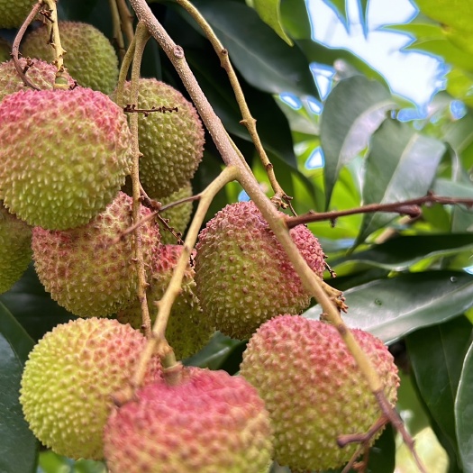 盈江县妃子笑荔枝