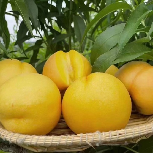蒙阴县黄桃