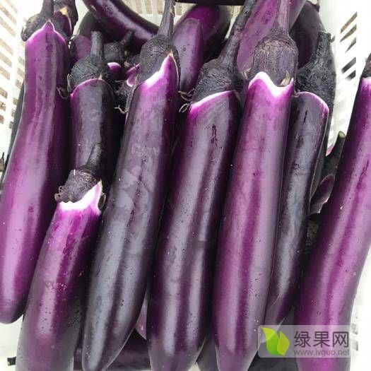 利川市702茄子 30~40cm 长茄