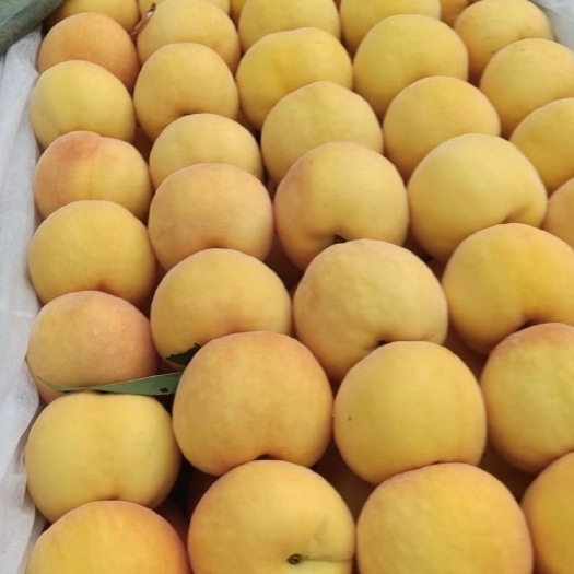 蒙阴县山东蒙阴黄金蜜