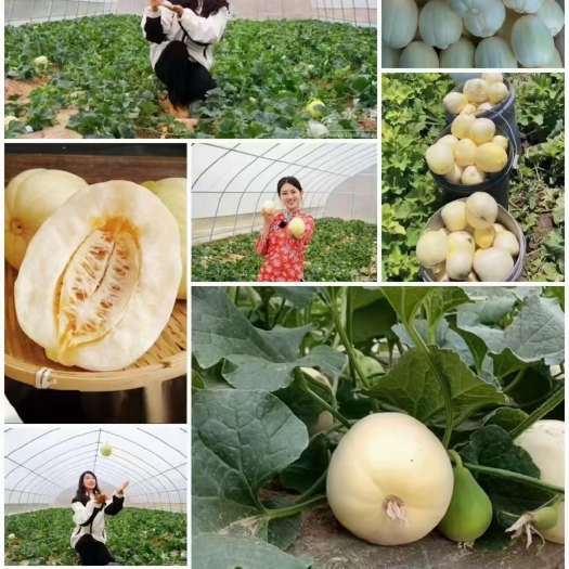真正的秦安白脆瓜，香甜脆口，