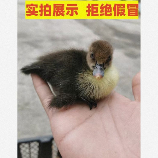 平南县大种麻鸭苗，价格优惠。