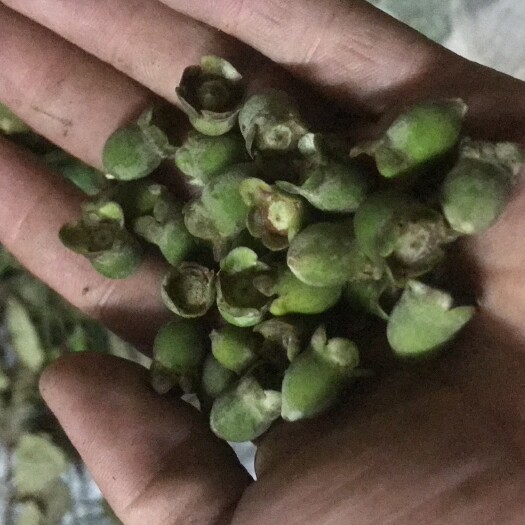 廉江市稔子干！桃金娘！青果干