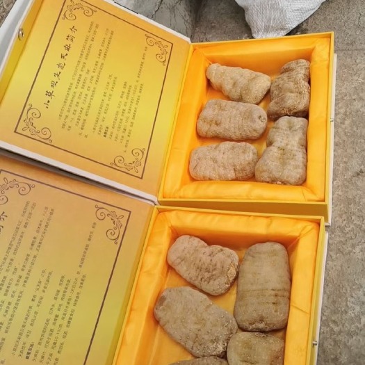 彝良县云南昭通小草坝天麻