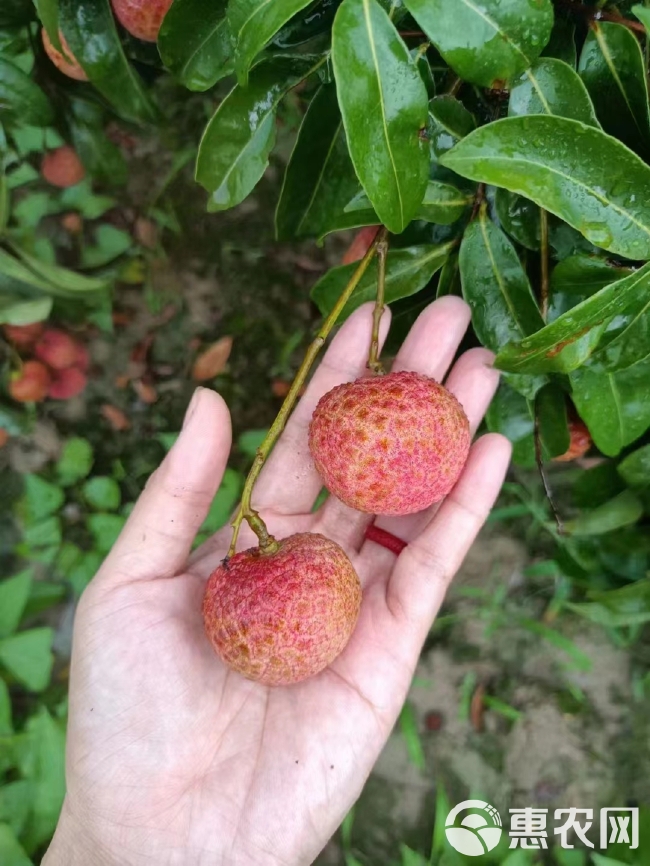 增城挂绿荔枝苗  增城挂绿