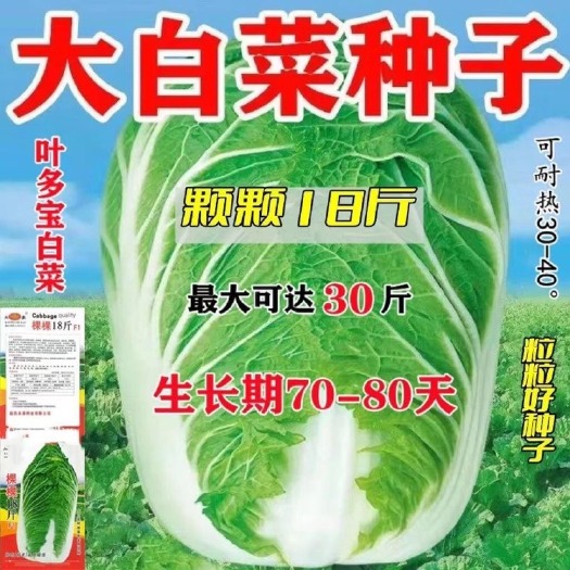 颗颗十八斤大白菜种子山东白菜籽四季播大白菜抗病蔬菜白菜子
