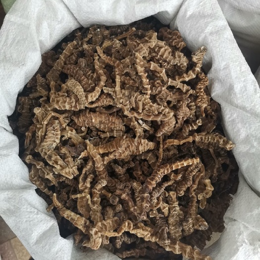 【地参】云南虫草参顶天柱阳鞭劲泡茶不老草回阳草泡酒煲汤