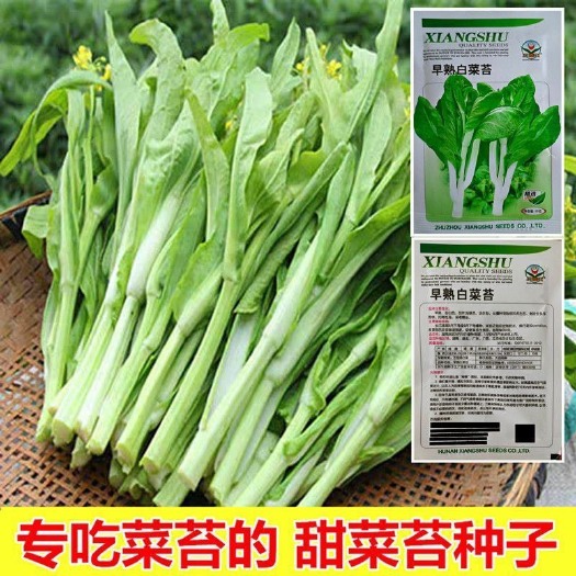 早熟白菜苔种籽白菜心种子香甜早白菜苔一年四季阳台庭院蔬菜菜种