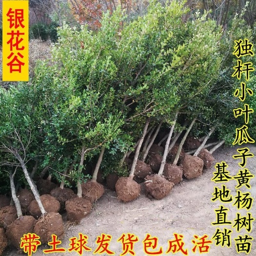 独杆小叶瓜子黄杨树苗，小叶瓜子黄杨树绿化工程苗，盆景素材苗