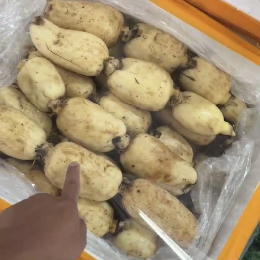 博罗县6号莲藕种植大户