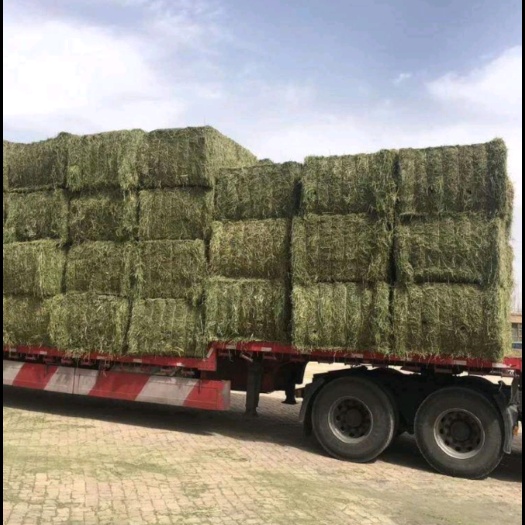 酒泉苜蓿草
