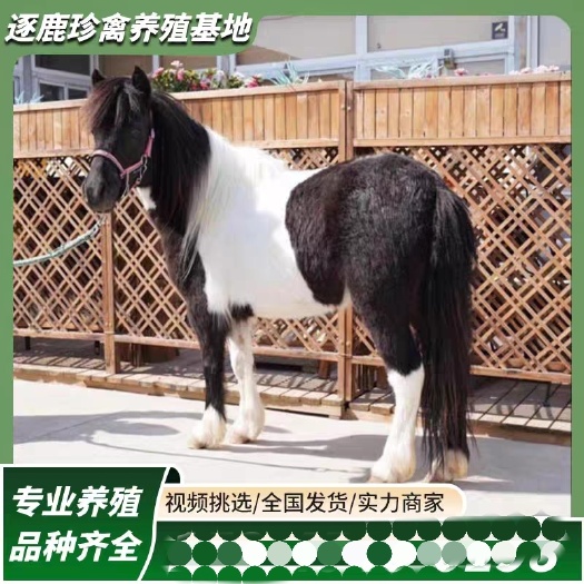 嘉祥县国产德保矮马小马驹骑乘拉车马儿童骑乘马