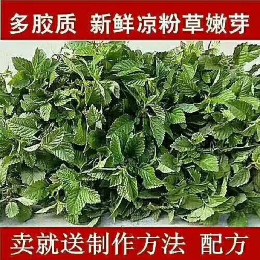 武平县新鲜仙草现割现发