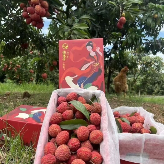 灵山县灵山桂味
